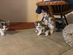 Lieve boerderij kittens