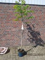 grote walnotenboom in pot, Tuin en Terras, Planten | Fruitbomen, Ophalen of Verzenden, In pot
