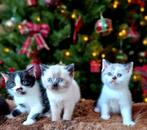 Prachtige Brits/Britse korthaar kittens met stamboom, Dieren en Toebehoren, Katten en Kittens | Raskatten | Korthaar, Meerdere dieren
