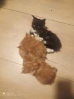 Russische Maine Coon kittens met stamboom, Meerdere dieren, Met stamboom, 0 tot 2 jaar