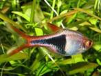 Hobbyaquarium kegelvlekbarbeel 28&29 juni AANBIEDING, Vis, Zoetwatervis, Schoolvis