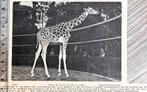 Artis 1917; Aloela, de nieuwe Kordofan-giraffe, Verzenden, Voor 1940, Gebruikt, Dier