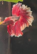 Dumbo Ear Halfmoon Betta man (Siamese kempvis) 11 mnd oud, Dieren en Toebehoren, Vis, Zoetwatervis