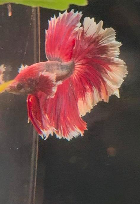 Dumbo Ear Halfmoon Betta man (Siamese kempvis) 11 mnd oud, Dieren en Toebehoren, Vissen | Aquariumvissen, Zoetwatervis, Vis