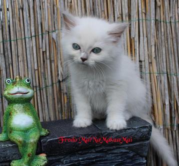 Ragdoll kitten Lilac mitted Mink met stamboom beschikbaar voor biedingen