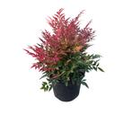  Hemelse Bamboe – Nandina domestica | Potmaat C7,5 , Overige soorten, Vaste plant, Ophalen of Verzenden, Halfschaduw