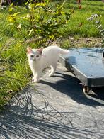 Mooie speelse kittens, Dieren en Toebehoren, Katten en Kittens | Overige Katten, Meerdere dieren, 0 tot 2 jaar