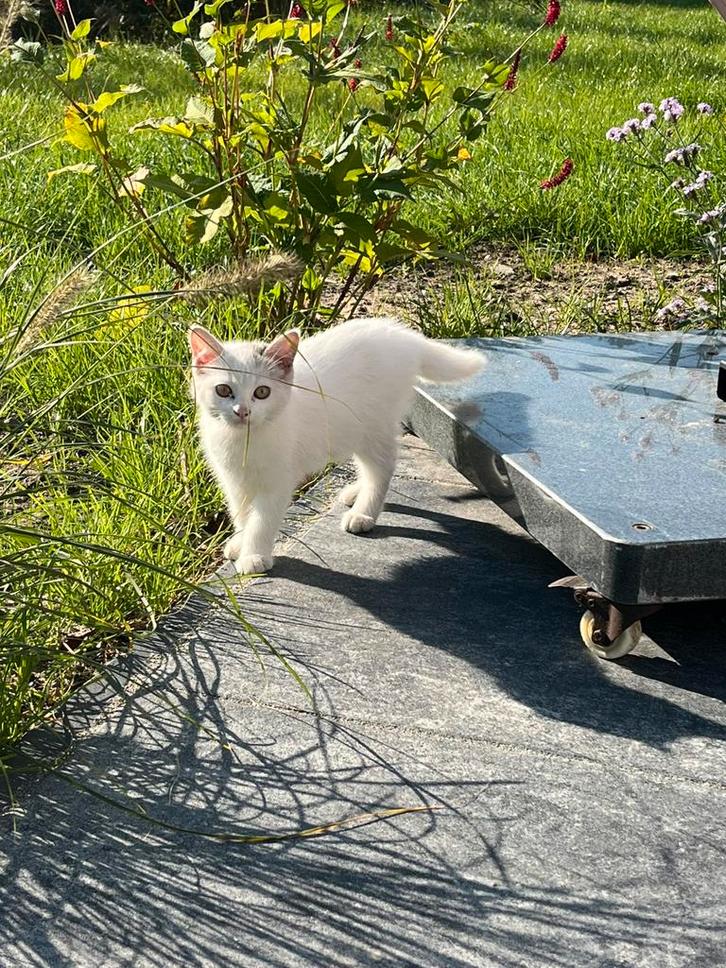 Mooie speelse kittens, Dieren en Toebehoren, Katten en Kittens | Overige Katten, Meerdere dieren, 0 tot 2 jaar