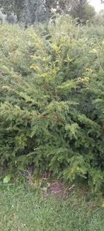 Taxus baccata - ongeknipt, Ophalen, Taxus, Haag, 100 tot 250 cm
