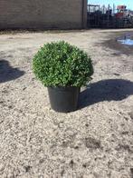 Ilex Crenata Convexa ( dwerg hulst ) bol, Volle zon, Vaste plant, Bloeit niet, Ophalen