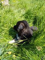 PRACHTIGE MOLLIGE LIEVE PUPS , TRICOLOR, Dieren en Toebehoren, Honden | Herdershonden en Veedrijvers, Reu, 8 tot 15 weken, Meerdere
