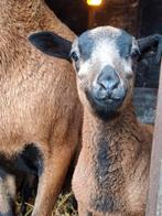 Prachtige Barbados Black Belly ram lam, allerlaatste!, Dieren en Toebehoren, Mannelijk, Schaap