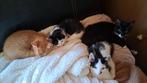 Kittens 9 weken oud, Meerdere dieren
