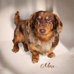 teckel / dachshund DEKREUTJES EMBARK GETEST!, Dieren en Toebehoren, Nederland, Rabiës (hondsdolheid), Reu, 1 tot 2 jaar