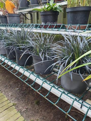 slangenbaard grote potten  beschikbaar voor biedingen