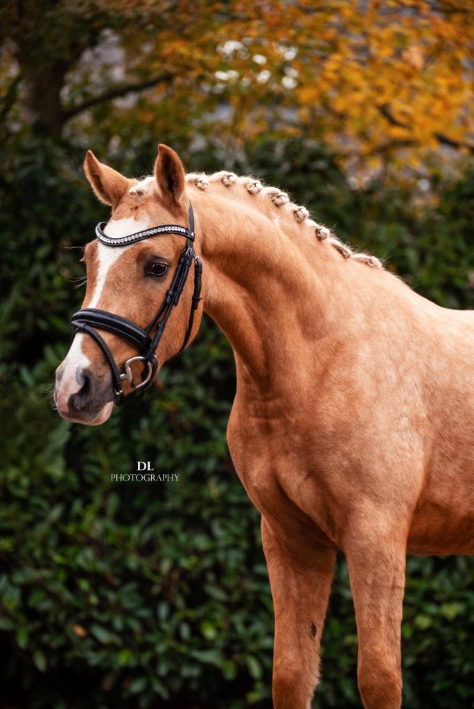 Prachtige en lieve D-pony, Dieren en Toebehoren, Pony's, Merrie, B, D pony (1.37m tot 1.48m), Dressuurpony, 3 tot 6 jaar, Met stamboom