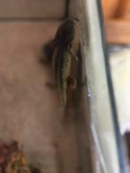 Axolotl’s, Dieren en Toebehoren, Slang, 0 tot 2 jaar