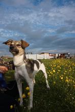 Leuke en lieve hond, Dieren en Toebehoren, Honden | Niet-rashonden, Particulier, Teef, 1 tot 2 jaar, Nederland