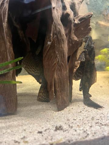 Volwassen Ancistricus borstelneus man en pleco ca 10cm beschikbaar voor biedingen