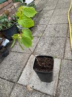 hazelaar ong 30 cm hoog, Tuin en Terras, Ophalen, Volle zon, Overige soorten, Minder dan 100 cm