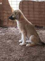 Mooie pup Missy, Dieren en Toebehoren, Honden | Niet-rashonden, Particulier, Rabiës (hondsdolheid), 8 tot 15 weken, Buitenland