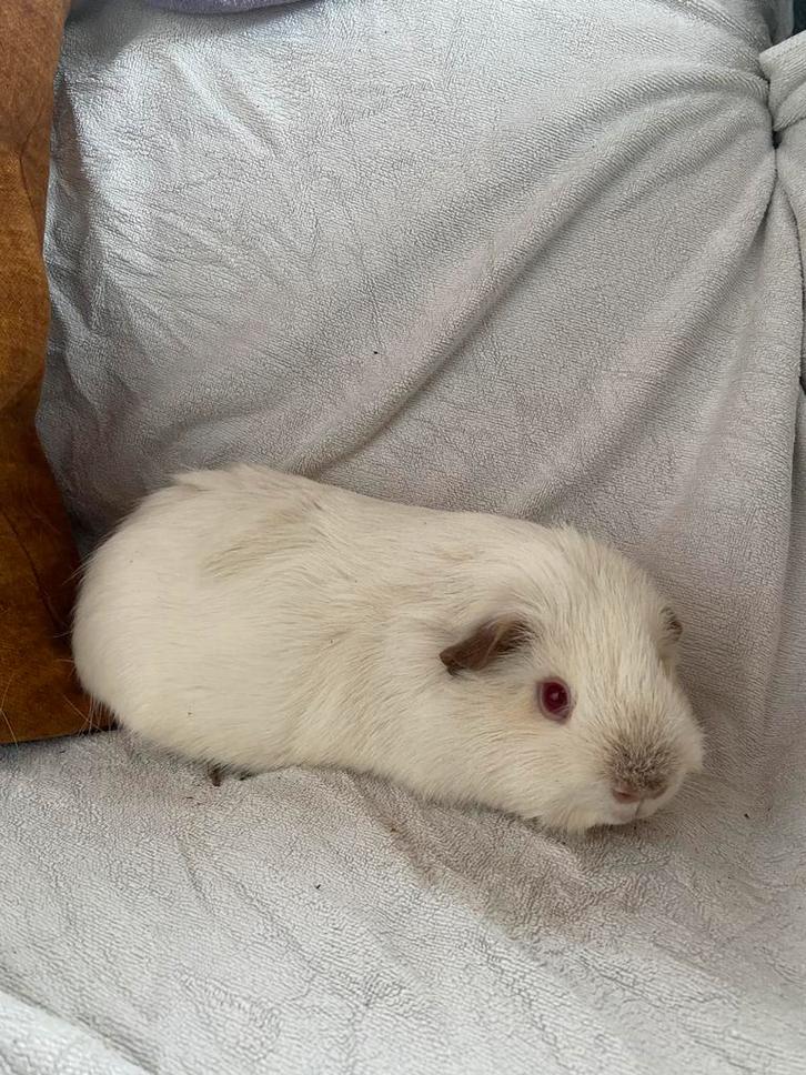 Cavia beertje himalaya/ rus, Dieren en Toebehoren, Knaagdieren, Mannelijk, Cavia, Oktober, Tam