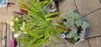 Chusan palm, Ophalen, Bloeit niet, Overige soorten, Volle zon