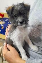 SUPER LIEVE PUP DRAGO KOMT BINNENKORT NAAR NEDERLAND, Particulier, Rabiës (hondsdolheid), 15 weken tot 1 jaar, Reu