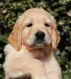 OP ZOEK Golden Retriever Pup, CDV (hondenziekte), Golden retriever, 8 tot 15 weken, Teef