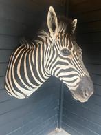Opgezette zebra nieuw, Ophalen of Verzenden, Nieuw, Paard, Gewei of Kop