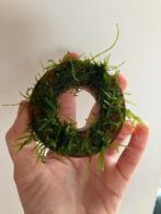Grote ring met weepingmos, Ophalen of Verzenden, Plant(en), Steen of Hout