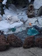 Ijsberen polystone kunnen binnen en buiten, Ophalen, Nieuw