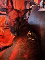 Witte vrouwen 2 stuks, Dieren en Toebehoren, Pluimvee, Vrouwelijk, Eend