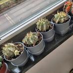 Euphorbia meloformis variegated, Ophalen of Verzenden, Halfschaduw, Minder dan 100 cm