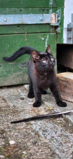 Boerderij kitten, Dieren en Toebehoren, Poes
