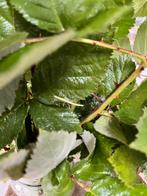 PSG 1 Indische wandelende takken, Dieren en Toebehoren, Insecten en Spinnen, Wandelende tak