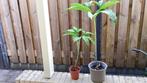 Sauromatum, Vaste plant, Halfschaduw, Lente, Ophalen