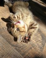 (Last two) Kittens cinnamon/golden british, Dieren en Toebehoren, Poes, 0 tot 2 jaar