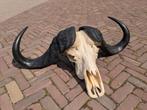 Unieke schedel Kaapse buffel, Ophalen, Zo goed als nieuw, Schedel