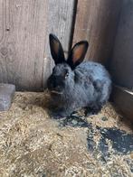 Jonge rammen, Dieren en Toebehoren, Mannelijk, Klein, 0 tot 2 jaar