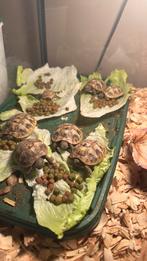 Griekse Landschildpadden van 2024, Schildpad, 0 tot 2 jaar