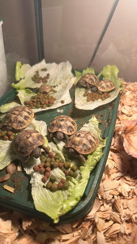 Griekse Landschildpadden van 2024