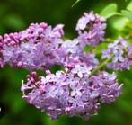 Sering stek in pot, Tuin en Terras, Planten | Bomen, Overige soorten, Lente, 100 tot 250 cm, Ophalen