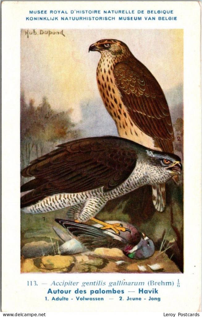 Havik – Nº 113 – Antique Belgian Museum History Print, Verzenden, Ongelopen, Vogel