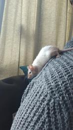 Meerdere tamme dames muisjes., Dieren en Toebehoren, Muis, Vrouwelijk, November, Tam