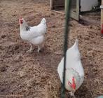 Broedeieren Sussex Colombia groot 10 eieren 10 euro, Dieren en Toebehoren, Pluimvee, Geslacht onbekend, Kip
