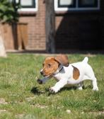 Standaard teckel pup piebald reu, Standaard, Reu, CDV (hondenziekte), 8 tot 15 weken