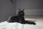 MAINE COON XXL KITTEN – RUSSISCHE KAMPIOENSLIJN, Dieren en Toebehoren, Katten en Kittens | Raskatten | Langhaar, Poes, Gechipt