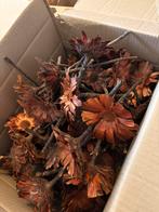 Droogbloemen, Ophalen, Gebruikt