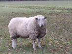 Swifter Ram, Mannelijk, Schaap, 3 tot 5 jaar